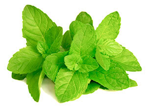 Spearmint leaves